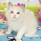 ラグドール【奈良県・男の子・2025年7月11日・ブルーポイントバイカラー】の写真8