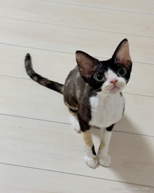 矢澤憲治ブリーダー