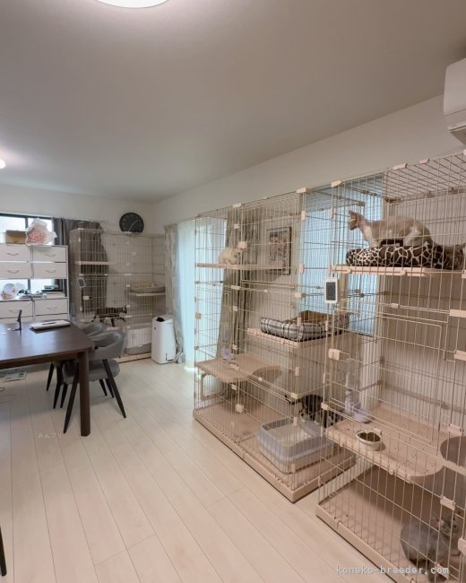 清潔で快適な環境｜矢澤　憲治(やざわ　けんじ)ブリーダー(千葉県・デボンレックス・CFA登録)の紹介写真3