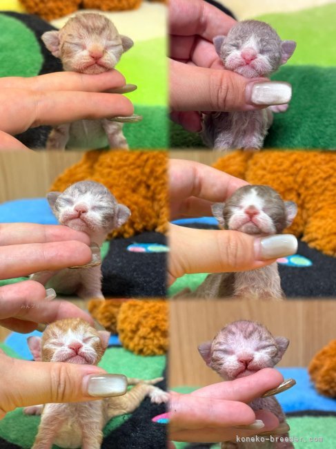 ハチワレニャ〜！｜矢澤　憲治(やざわ　けんじ)ブリーダー(千葉県・デボンレックス・CFA登録)の紹介写真6