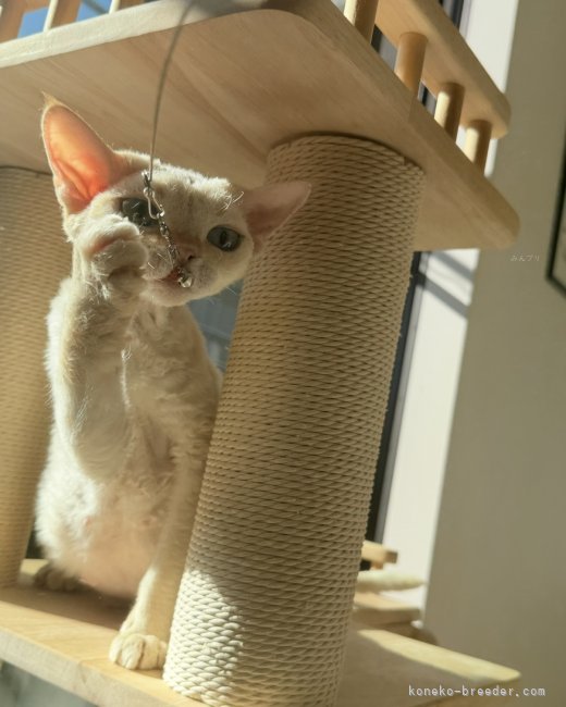 矢澤　憲治(やざわ　けんじ)ブリーダー(千葉県・デボンレックス・CFA登録)の紹介写真7