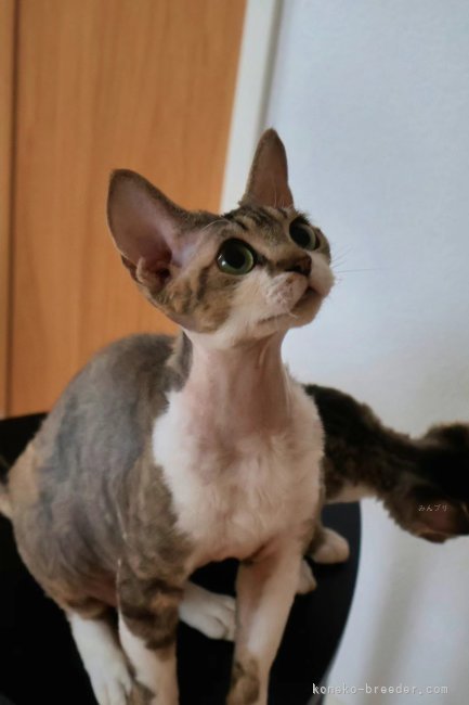 デボンレックス【・女の子・2023年6月17日・ブラウンタビー】