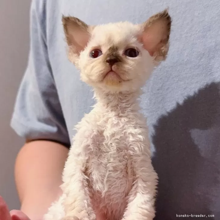 デボンレックス【千葉県・女の子・2025年11月3日・ポイント】の写真1