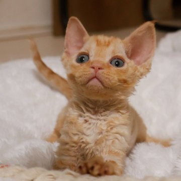 デボンレックス【千葉県・男の子・2025年11月3日・レッドタビー（巻き毛）】の写真「可愛さに加えて、毛量もしっかりしてきました♪」