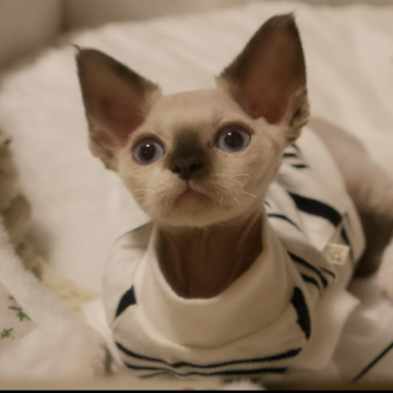 デボンレックス【千葉県・男の子・2025年9月7日・ポイントカラー（巻き毛）】の写真「澄んだブルーアイ💙」