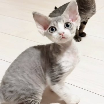 デボンレックス【千葉県・男の子・2025年6月11日・ブルータビー&ホワイト（巻き毛）】の写真「希少カラーのデボンレックス」