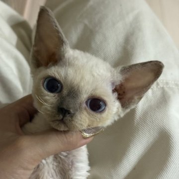 デボンレックス【千葉県・男の子・2025年7月6日・ポインテッド（巻き毛）】の写真「透き通るようなブルーの瞳が魅力」