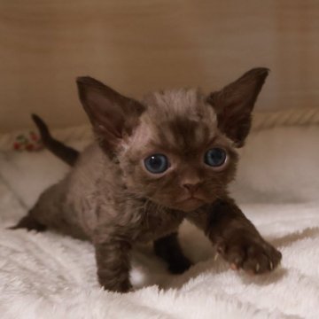 デボンレックス【千葉県・女の子・2025年11月4日・ブラウン（巻き毛）】の写真「綺麗なカラーと黄金バランスのお顔立ち」