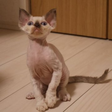 デボンレックス【千葉県・男の子・2025年9月7日・ポイントカラー（巻き毛）】の写真「大きく開いた耳と、美しいヘッドシェイプが特徴です！」