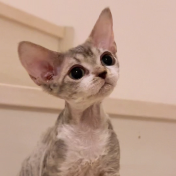 デボンレックス【千葉県・男の子・2025年6月11日・ブラウンタビー（巻き毛）】の写真「大きなお耳がチャームポイント♡」