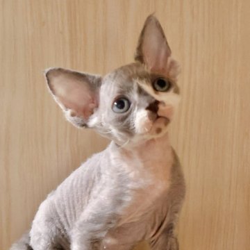 デボンレックス【千葉県・男の子・2025年11月4日・ライラックホワイト（巻き毛）】の写真「耳が大きくてバランス良く、エルフのような雰囲気🧚」