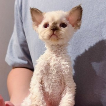 デボンレックス【千葉県・女の子・2025年11月3日・ポイント】の写真「まるでぬいぐるみのような甘いお顔のデボンちゃんです」