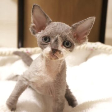 デボンレックス【千葉県・男の子・2025年11月4日・ライラックホワイト（巻き毛）】の写真「お耳がとっても大きくて、色味もすごく特徴的です👂」