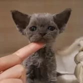 デボンレックス