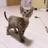 デボンレックス