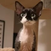 デボンレックス