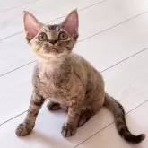 デボンレックス