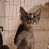 デボンレックス