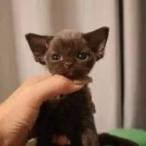 デボンレックス【千葉県・男の子・2025年9月7日・チョコレートカラー】の写真2