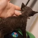 デボンレックス【千葉県・男の子・2025年9月7日・チョコレートカラー】の写真3