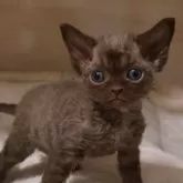 デボンレックス【千葉県・女の子・2025年11月4日・ブラウン】の写真3