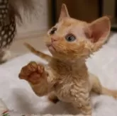 デボンレックス【千葉県・男の子・2025年11月3日・レッドタビー】の写真3