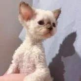 デボンレックス【千葉県・女の子・2025年11月3日・ポイント】の写真3