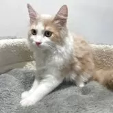 サイベリアン