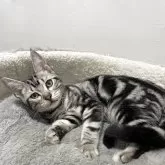 アメリカンショートヘア