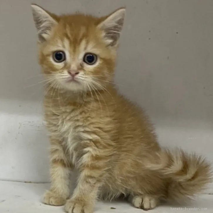 ID:2310-00646の子猫