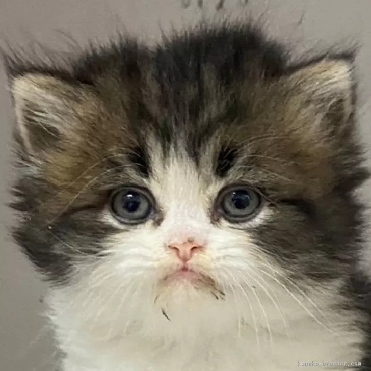 ID:2408-01982の子猫