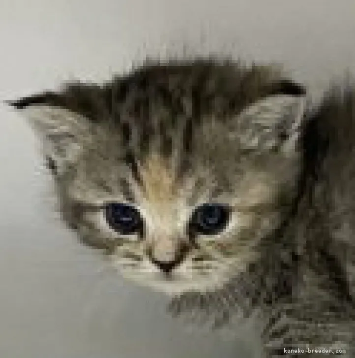 ID:2306-00980の子猫