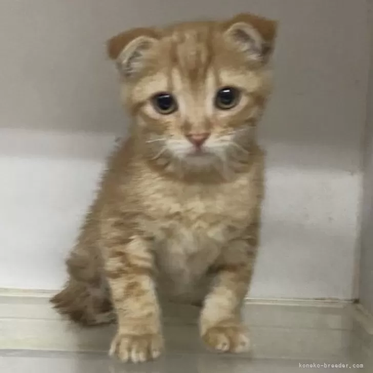 ID：2407-01379の子猫