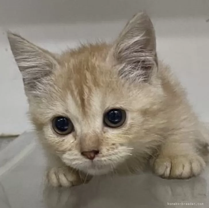 ID:2407-02856の子猫