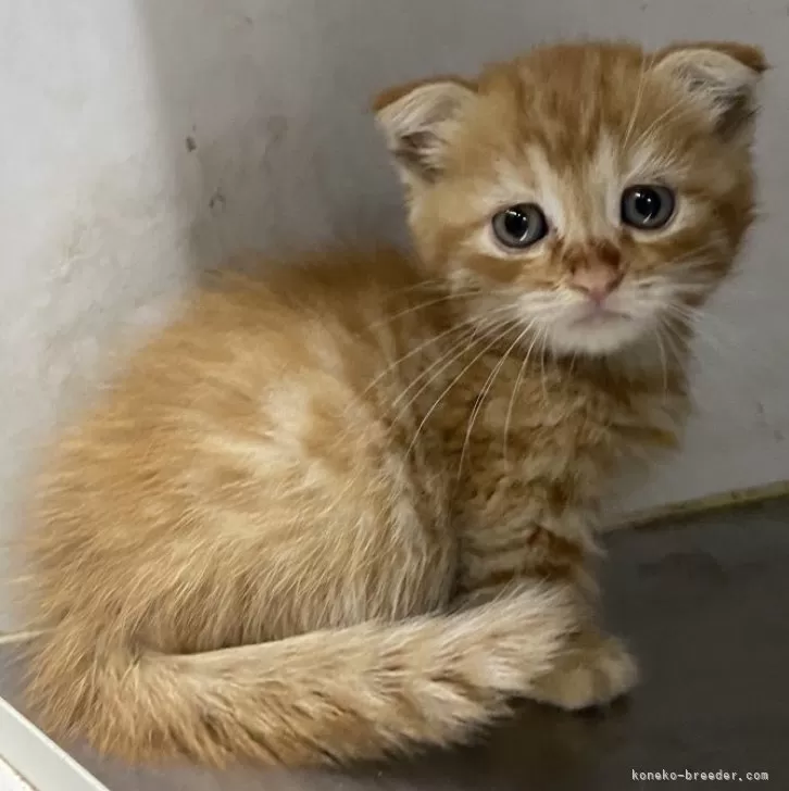 ID:2405-02573の子猫