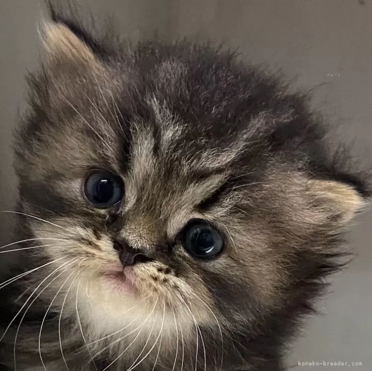 ID：2408-01973の子猫