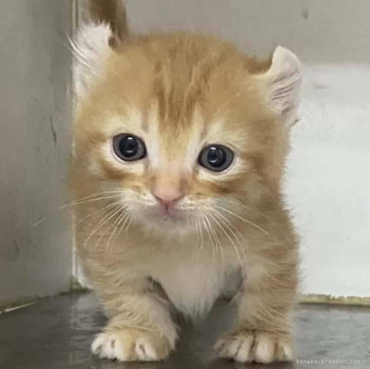 ID:2405-00610の子猫