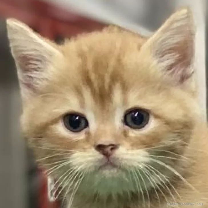 ID：2411-01360の子猫