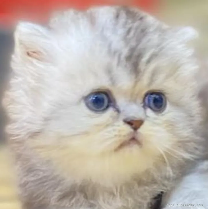 ID：2208-01523の子猫