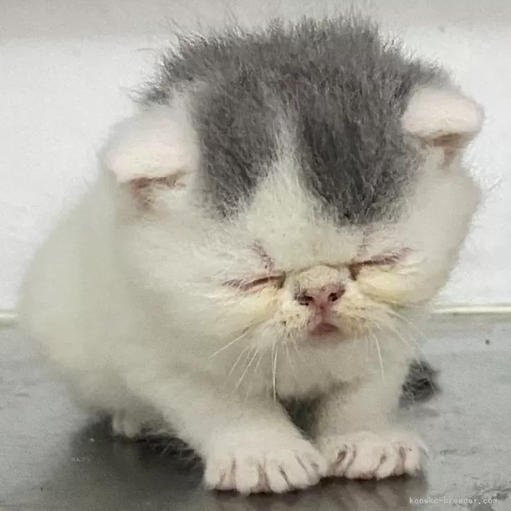 ID：2405-02816の子猫