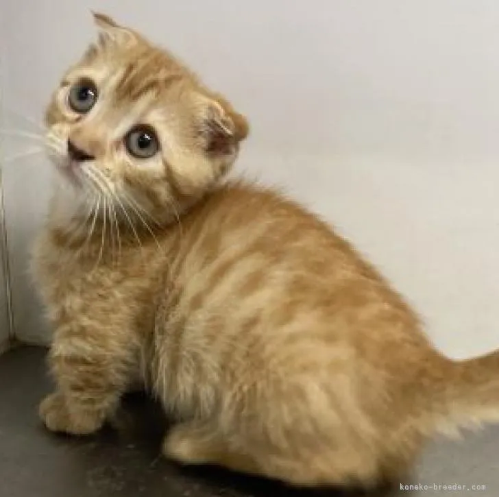ID:2209-01571の子猫