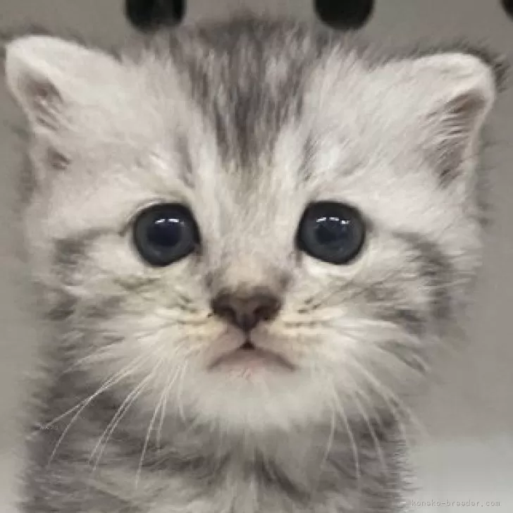 ID：2407-00544の子猫