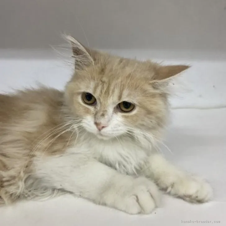 ID：2306-01491の子猫