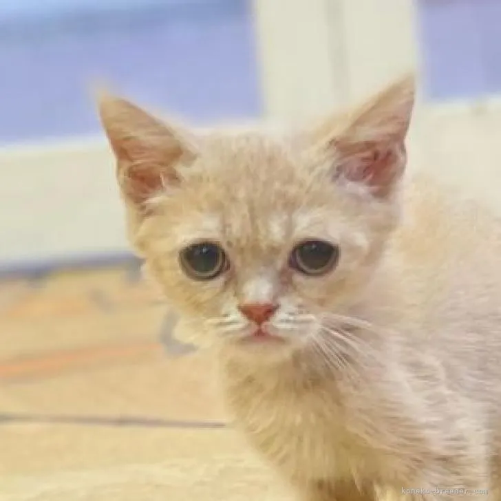 ID:2207-00445の子猫