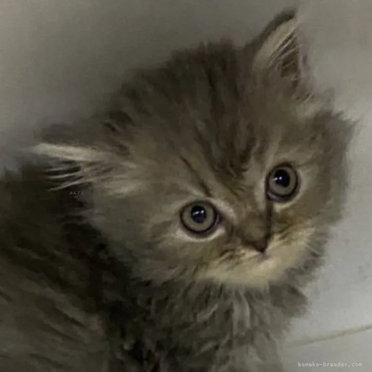 ID:2309-00308の子猫