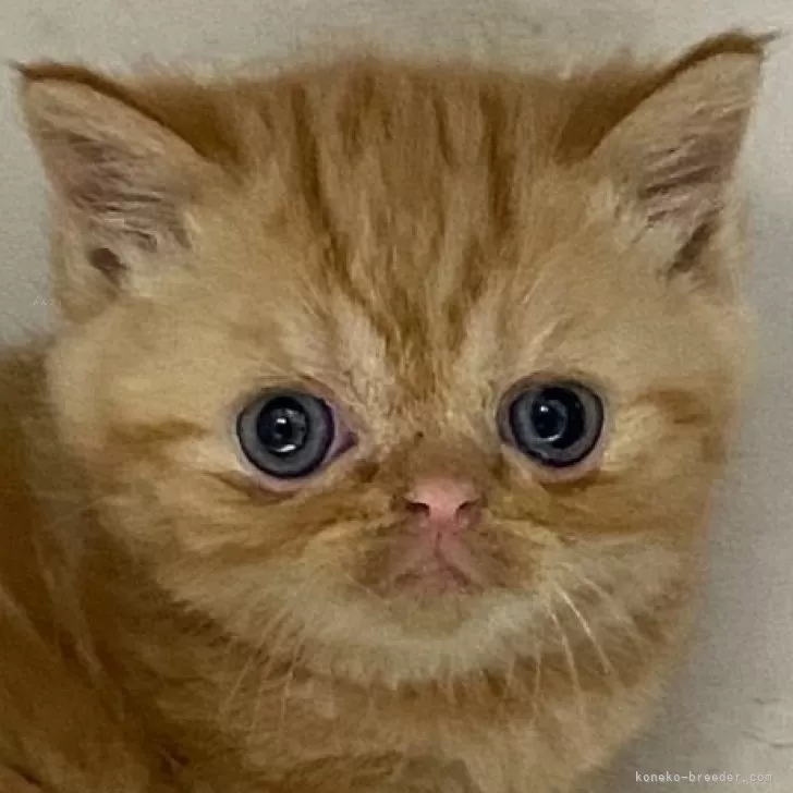ID：2403-00167の子猫
