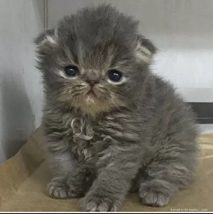 ID：2401-02210の子猫