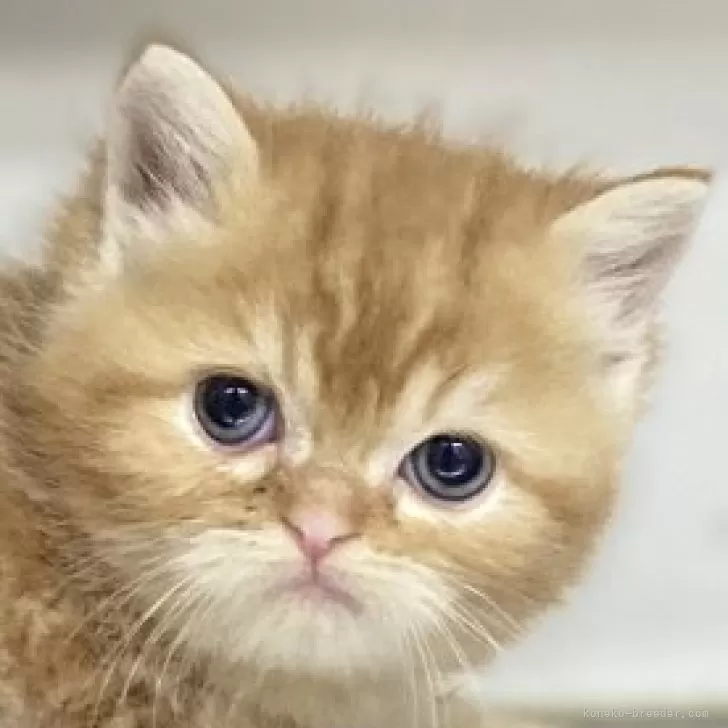 ID：2409-02069の子猫