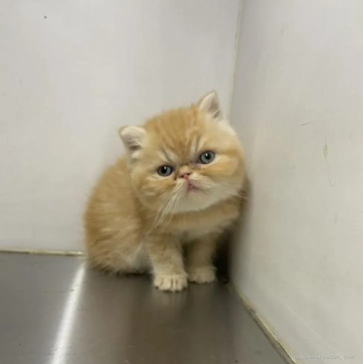 ID:2210-02544の子猫