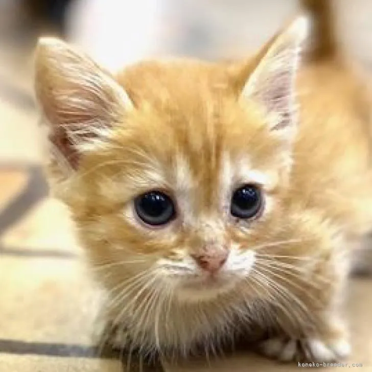 ID：2207-00348の子猫